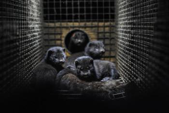 picture of minks