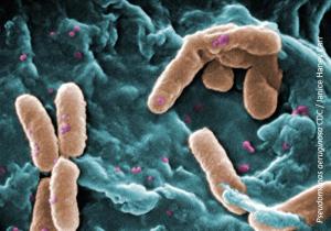 Continuing the Fight Against Gram-Negative Infections: Help for Existing Carbapenems—Part 2