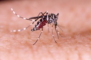 New POC Test for Zika Virus Awarded Conditional LTA from UNICEF