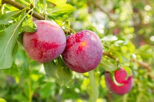 Compound Found in Plums Shown to Inhibit Hepatitis C Virus Entry