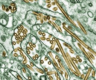 Deconstructing the Avian Flu