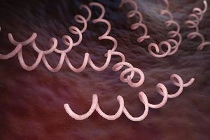 Incidence of Syphilis 3-Fold Greater in Patients with ESRD