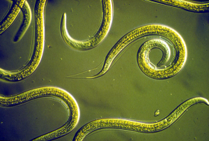 Over Half of NYC's Free-Roaming Cats Harbor Zoonotic Parasites, Study Finds
