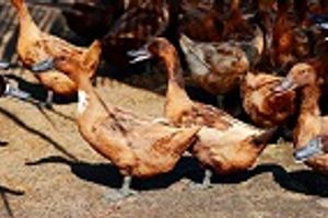 Poultry Culled and Quarantines Up as Bird Flu Outbreak Hits South Korea