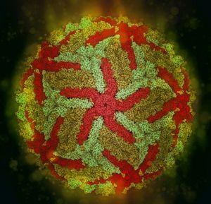 A True Case Definition of Zika Virus Infection Should Still Be Pursued in Arbovirus Co-Transmission Areas