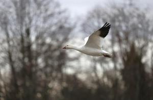 Understanding the Importance of Bird Migration as it Relates to Avian Influenza