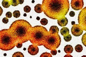 Dr. David Relman on the Past, Present, and Future Potential of Microbiome in Medicine