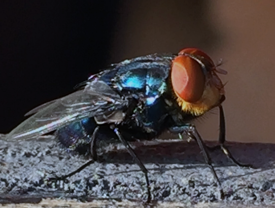 <![CDATA[Screwworm: The Flesh-Eating Parasite Returning to the Spotlight]]>