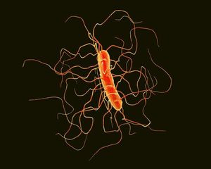 Risk of Infection With C Diff Found to Be Reduced With COVID-19 Measures