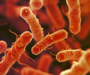 NDM-Producing E coli Harboring PBP Insert Variants Emerges as New Threat