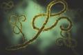 Uganda Declares Ebola Outbreak Caused by Sudan Virus