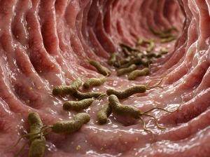 2 Triples and a Dual Regimen Vie for First-Line Against H pylori