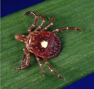 First Confirmed Death From Meat Allergy Spread by Lone Star Ticks
