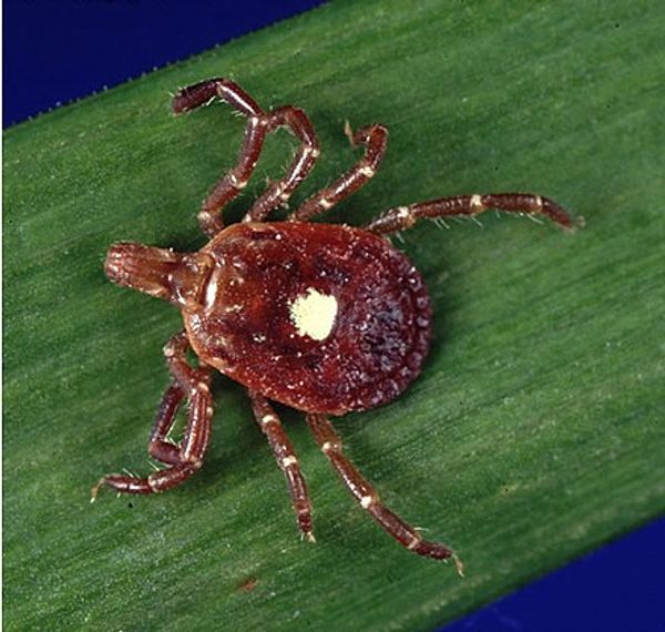 First Confirmed Death From Meat Allergy Spread by Lone Star Ticks