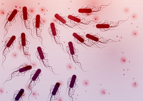 Drug Resistant Shiga Toxin Producing Escherichia Coli Cases Increasing   977e5be61676eed2776f56242c6e03f668202369 500x352 