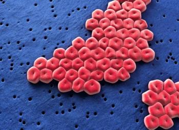 microscopic image of Acinetobacter baumannii bacteria