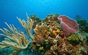 Using Marine Pharmacology in the Fight Against Drug-Resistant Infections