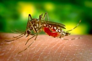 Wolbachia-Infected Mosquito Releases Cut Dengue Risk by Over 70% in Trial