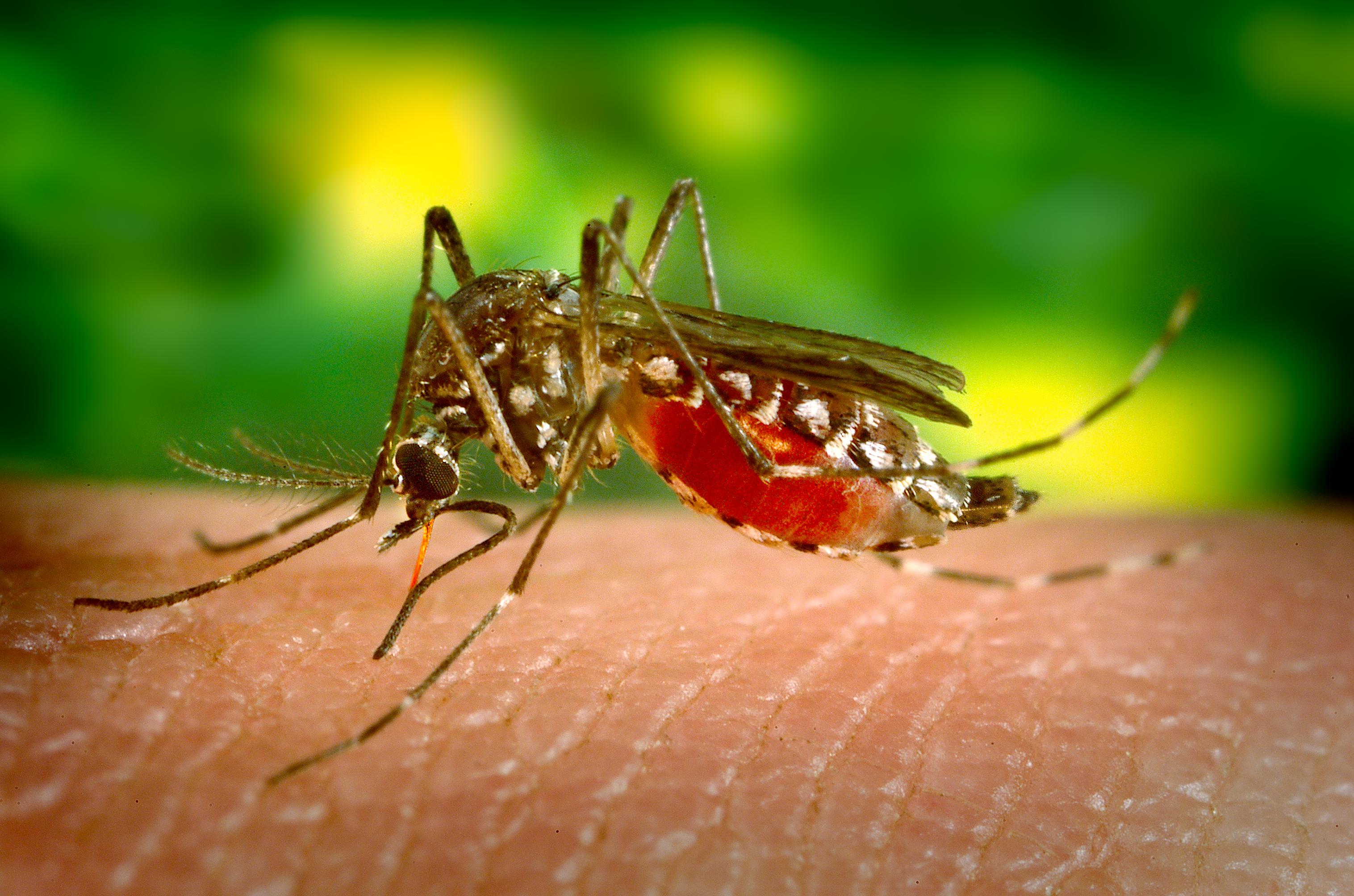 Malaria monoclonal antibody to be developed this year