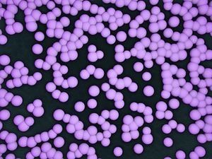 Antibiotic Therapy for Staphylococcal Bloodstream Infections: Doing the Same with Less