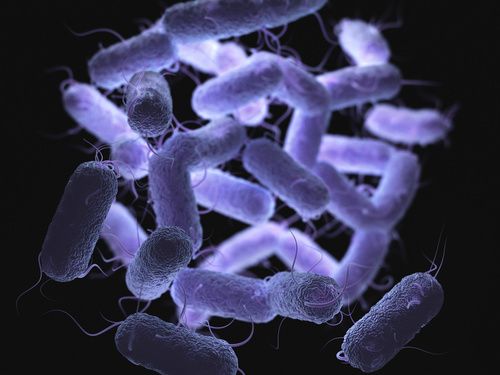 Oral Candidate Against ESBL Producing Enterobacteriaceae Proves   A8eae79336fd78a07bad02c7c4a356dc4c82f1cf 500x375 