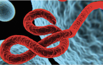 ebola virus