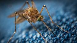 Arakoda Malaria Prophylaxis Confirmed Safe and Tolerable in Long-Term Analysis
