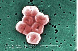Continuing the Fight Against Gram-Negative Infections: The New Agents—Part 1