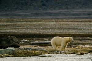 Will the Melting Permafrost Uncover Vector Borne and Zoonotic Pathogens and Release Ancient Infectious Diseases? 