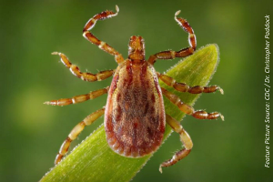Brown Dog Tick Causes RMSF Epidemic in Mexico, Could Spread Stateside