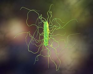 Study Shows Gut-Restricted Synthetic Bile Acid Neutralizes C difficile Toxin B 