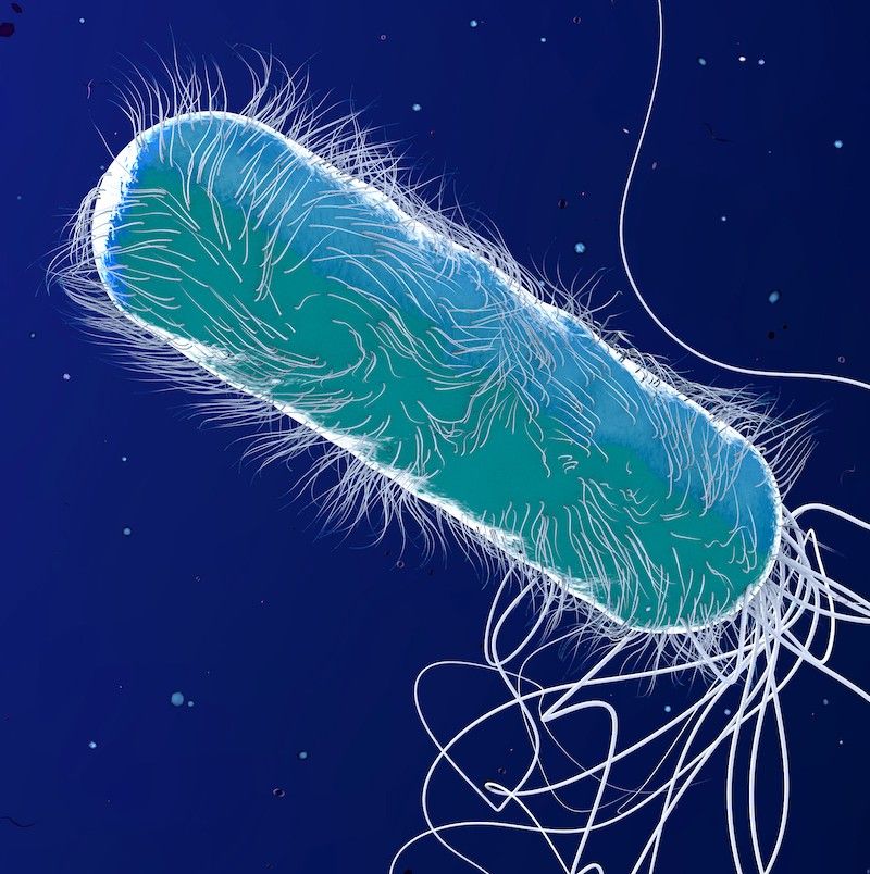La resistenza antimicrobica appare più rapidamente nelle infezioni batteriche a ceppo misto