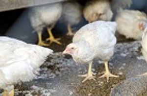 Multidrug-resistant Bacteria Found in Chickens in India