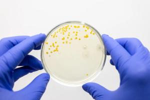 SNAP Trial Favors Penicillin over "Antistaphylococcal" Penicillins for Susceptible Staph Bacteremia