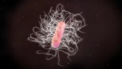 Investigating RBX2660 for Recurrent C Difficile Infection