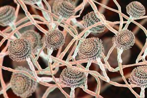 Four Fungal Horsemen: Emerging Trends in Fungal Disease Epidemiology