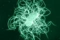 New Therapeutic Offers Promise for Recurrent C Diff Infection