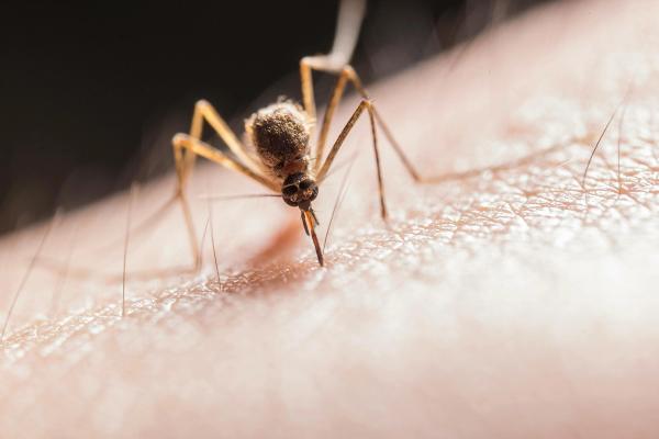 Two Adults Die of West Nile Virus in Central North Carolina