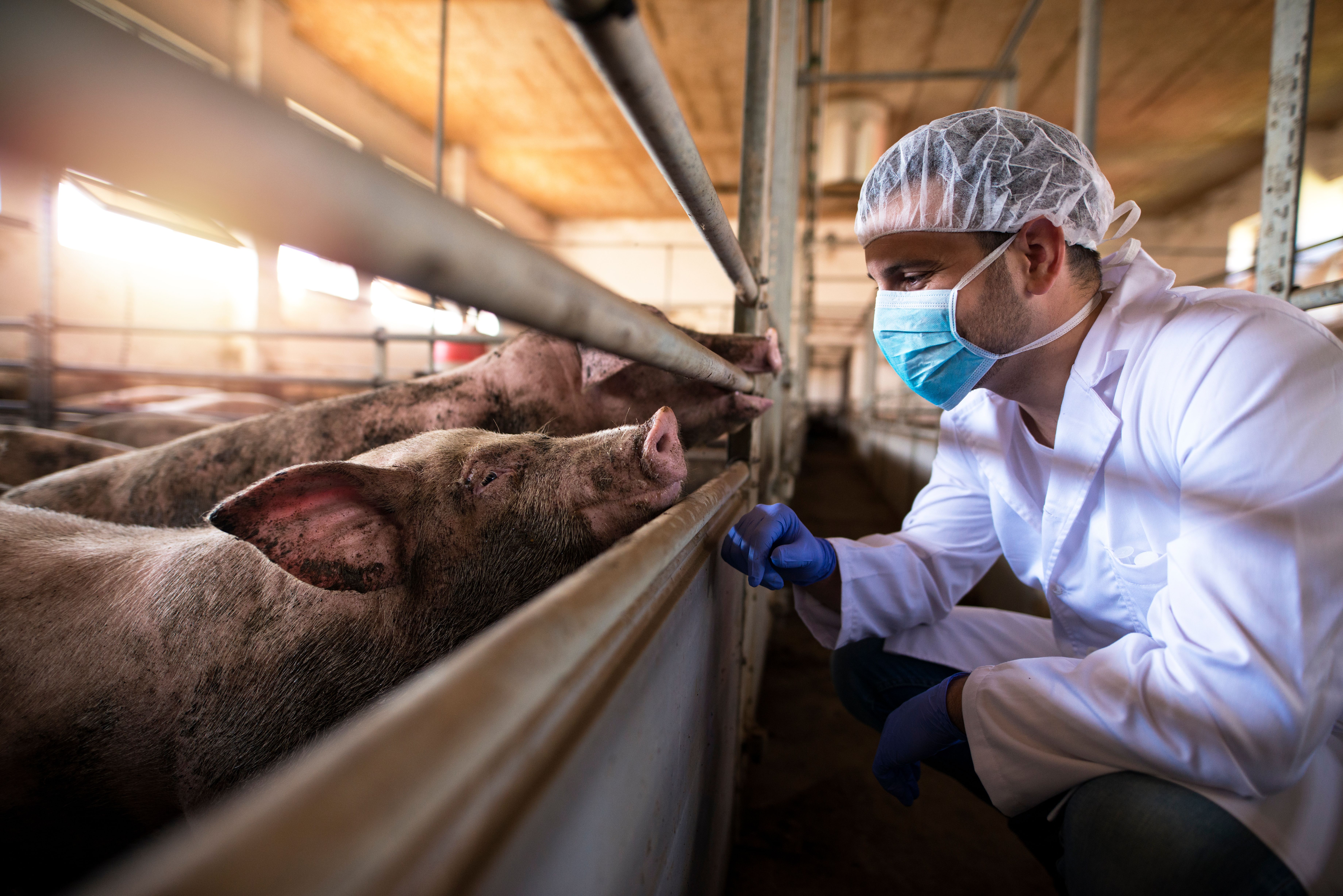 Antibiotic-resistant strains of the dangerous superbug C difficile have been identified in pigs and humans, suggesting zoonotic transmission is possible.