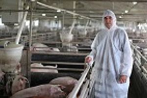 Hog Workers More Likely to Carry Staphylococcus aureus Bacteria