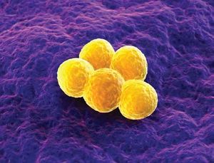 Double Trouble: Assessing the Impact of Combining Daptomycin and Fosfomycin for MRSA Bacteremia