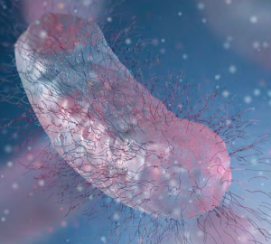 An Overview of Cefiderocol Resistance Among Clinical Pathogens