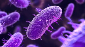 Maternal Vaccination Shown to Protect Against K Pneumoniae Neonatal Sepsis