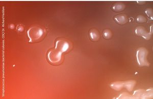 Streptococcus pneumoniae Adapting to Vaccines, Antibiotics