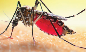 The Potential for Antivirals in Dengue Prophylaxis and Treatment