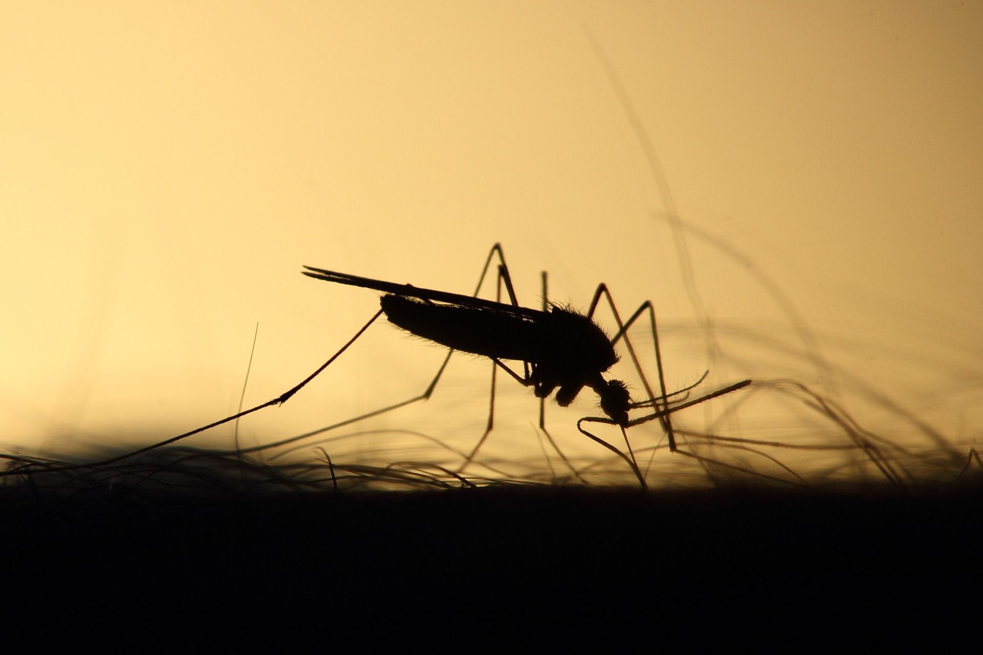 Unprecedented Eastern Equine Encephalitis Detected In Southern New England 2025 - zzk94oz