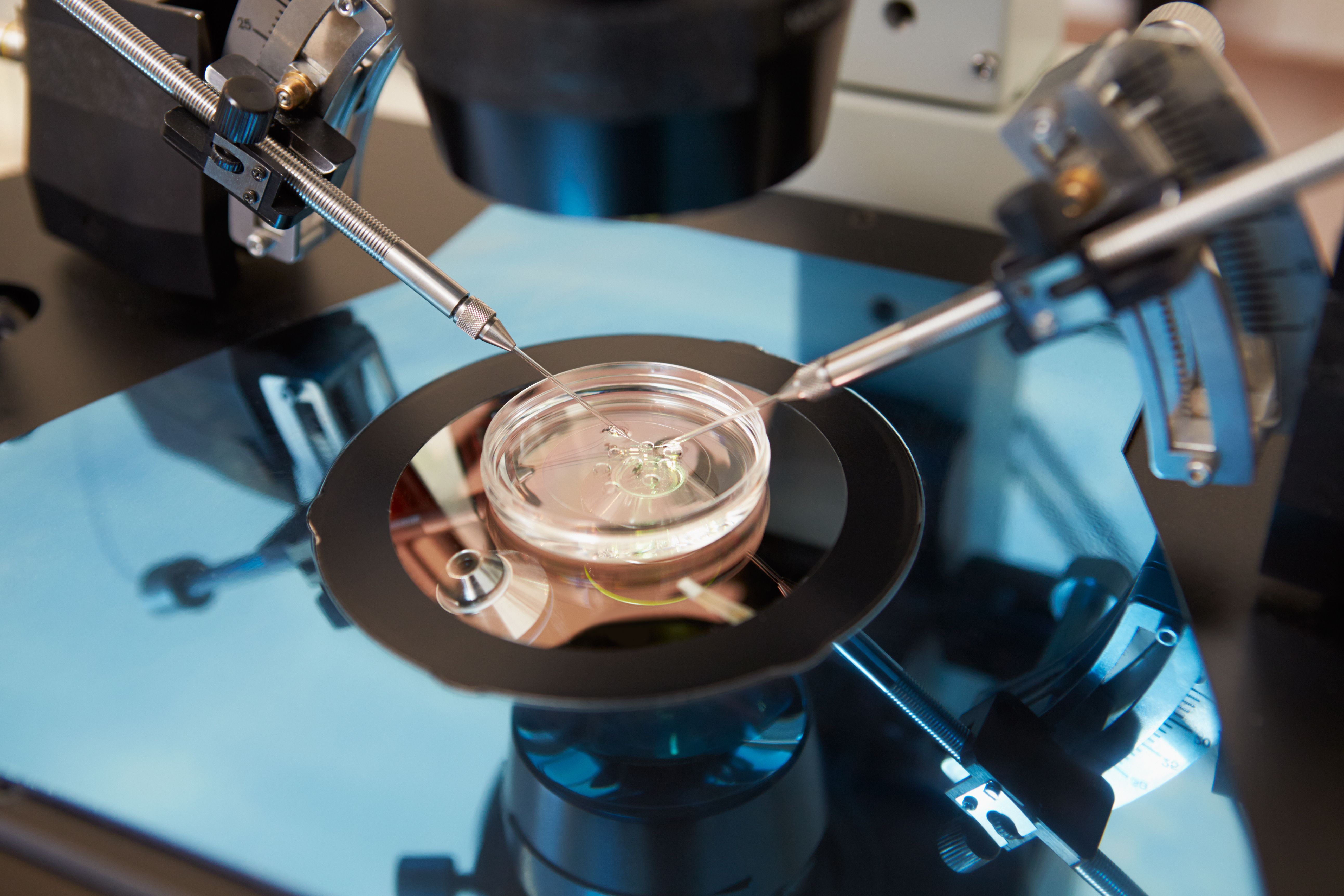 Survey shows growing support for IVF coverage in US health care | Image Credit: © Monkey Business - © Monkey Business - stock.adobe.com.