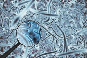 Gut health may impact tumor response to radiation