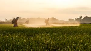 6 examples of neurodevelopmentally toxic chemicals