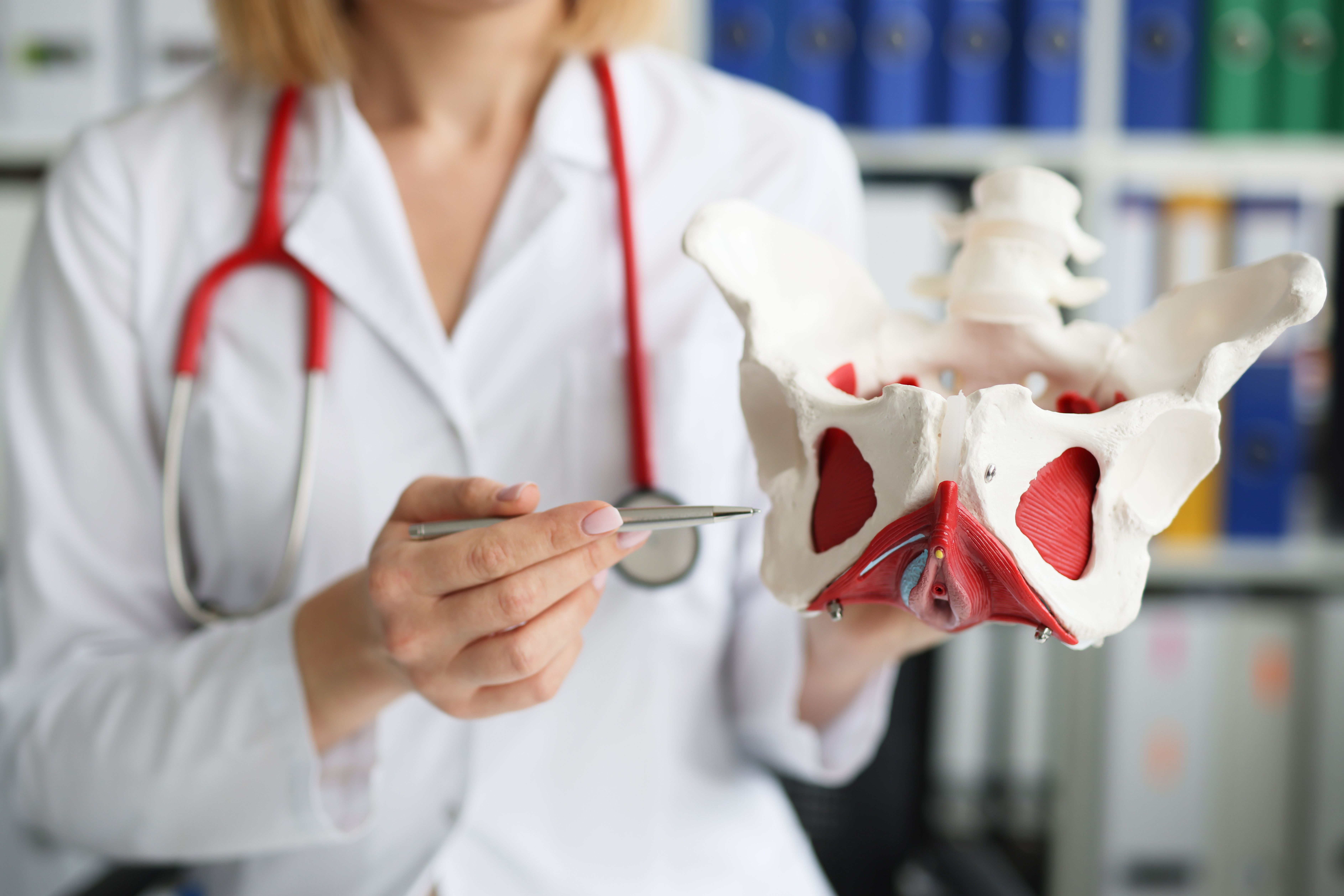 Racial differences found in pelvic floor anatomy may impact prolapse risk | Image Credit: © H_Ko - © H_Ko - stock.adobe.com.